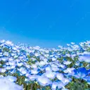 shiori ⟡.·のプロフィール画像