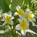 TRU ゆあのプロフィール画像