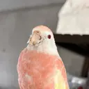 吉田  （ネイリスト）のプロフィール画像