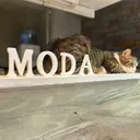 nails MODA 眉リストのプロフィール画像