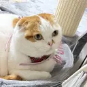 中島 美紀のプロフィール画像