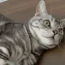 カ ノのプロフィール画像