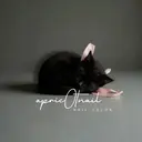 吉祥寺ネイル&耳つぼ 🐈‍⬛🎀ANZUのプロフィール画像