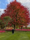 ✨ameru✨ nailsalonのプロフィール画像