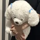 Bianca 💖satoのプロフィール画像