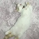 memelu 名駅のプロフィール画像