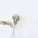 nail Latteのプロフィール画像