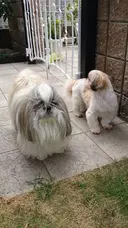 安井 尚義のプロフィール画像