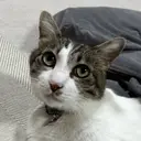 饗庭 虎大郎のプロフィール画像