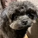 TORCH yasueのプロフィール画像