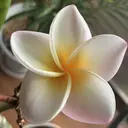 NAIL__ KOKOのプロフィール画像