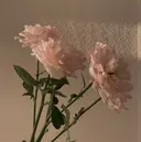 ナカムラ リノのプロフィール画像