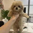 テラダ ココロのプロフィール画像