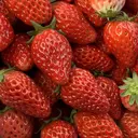 KANGOL 名取 小野のプロフィール画像