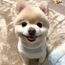 🐻‍❄️ yoshinoのプロフィール画像