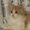 石垣 凛奈のプロフィール画像