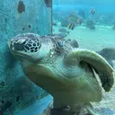 石垣 里奈のプロフィール画像