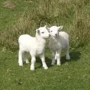 Lumee Izumiのプロフィール画像