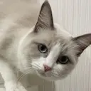 tomomi Yamadaのプロフィール画像