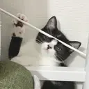 Dress. ヤマガタのプロフィール画像