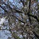 T. Kurumiのプロフィール画像