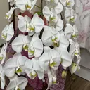 葵うさぎ AIのプロフィール画像