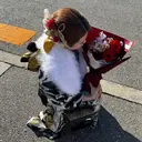 mignon hanonのプロフィール画像