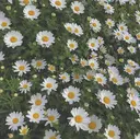 MAQUIA中村 ⭐︎のプロフィール画像