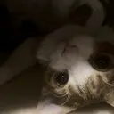 Alra Miyuのプロフィール画像