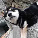 TRU ゆりかのプロフィール画像