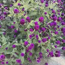 viviAiles♡ uchiのプロフィール画像