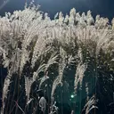 🌾flammeum 戸塚 えりか🌾のプロフィール画像