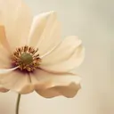 Nakagawa 吉祥寺まつげのプロフィール画像