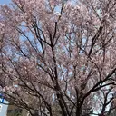 Manhattan IMAIのプロフィール画像