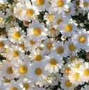 natsumi .のプロフィール画像