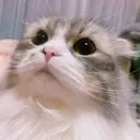 AnK秋葉原店🩵 Kanaのプロフィール画像