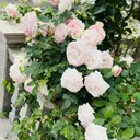 ソメヤ ミカのプロフィール画像