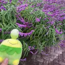 新林 小雪のプロフィール画像