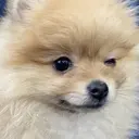 日本ビューティー学院 井上のプロフィール画像