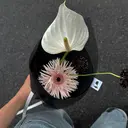 LAUREL なのこのプロフィール画像