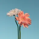 播磨 歩那のプロフィール画像