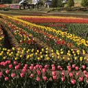 shucre津店 中井樹利亜のプロフィール画像