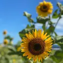 miyasaka erikoのプロフィール画像