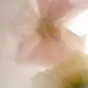 bellezza TANAKAのプロフィール画像