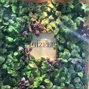 GIZELE ジゼルのプロフィール画像