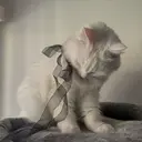 西村 ののかのプロフィール画像