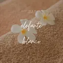 エレファンテブランコ Ayaneのプロフィール画像