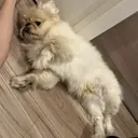 無料カットモデル/ 小林蓮のプロフィール画像