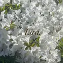 Lira nailのプロフィール画像