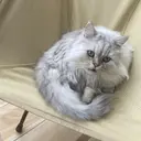 染谷 鈴のプロフィール画像